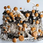 How Long Do Mushrooms Stay in Your System? Friendly Guide How Long Do Mushrooms Stay in Your System? Friendly Guide