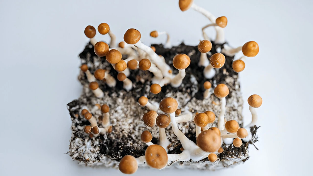 How Long Do Mushrooms Stay in Your System? Friendly Guide