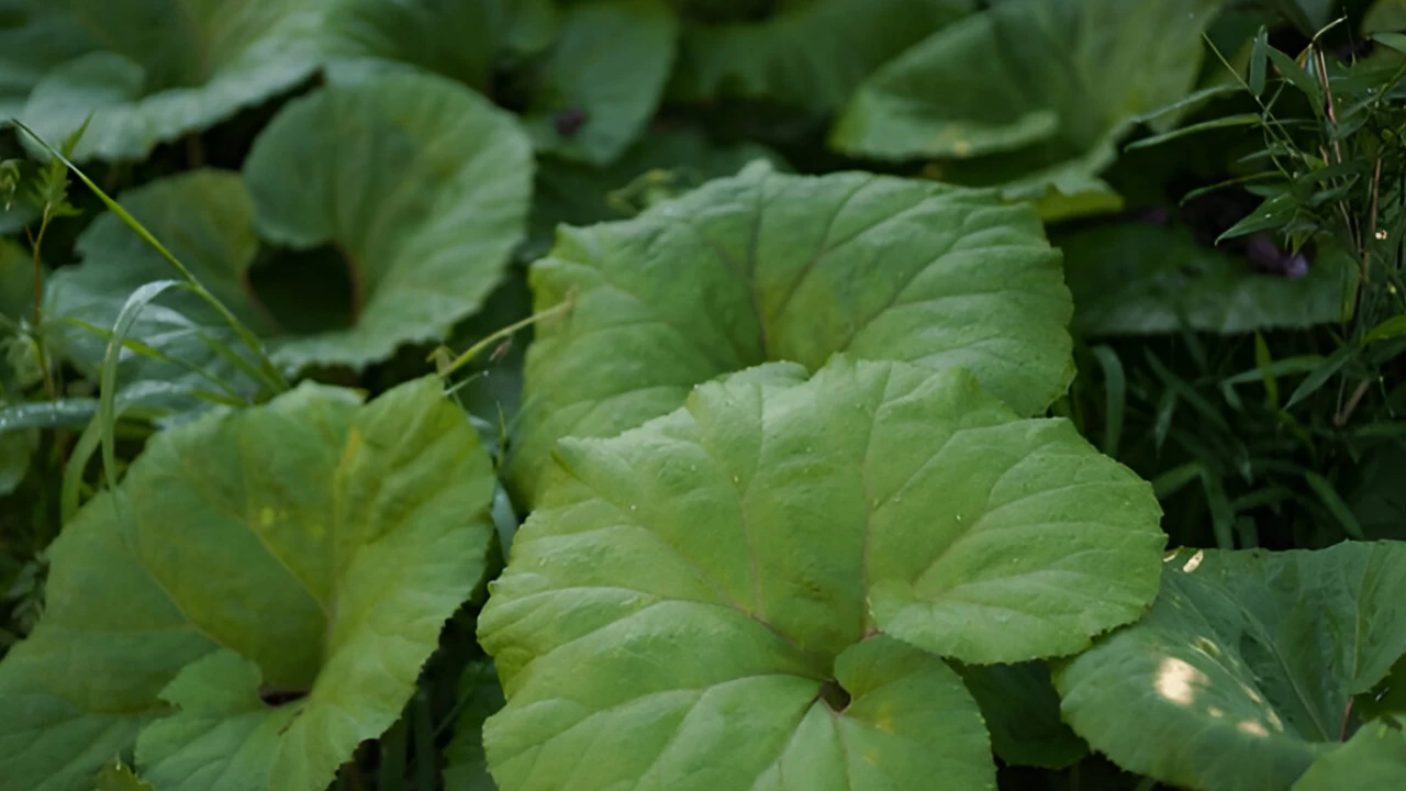 10 Butterbur Benefits: Natural Relief for Migraines & More
