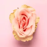 Masturbation and Pregnancy: Is It Safe? Find Out Now