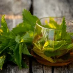 10 Benefits of Stinging Nettle Tea & 5 Side Effects 10 Benefits of Stinging Nettle Tea & 5 Side Effects