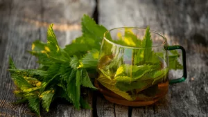 10 Benefits of Stinging Nettle Tea & 5 Side Effects 10 Benefits of Stinging Nettle Tea & 5 Side Effects