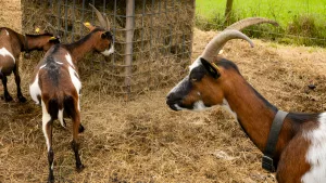 Discover the Best Goat Breeds for Meat: Your Friendly Guide