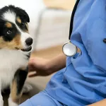 12 Urgent Signs Your Dog Needs a Vet Visit Now 12 Urgent Signs Your Dog Needs a Vet Visit Now