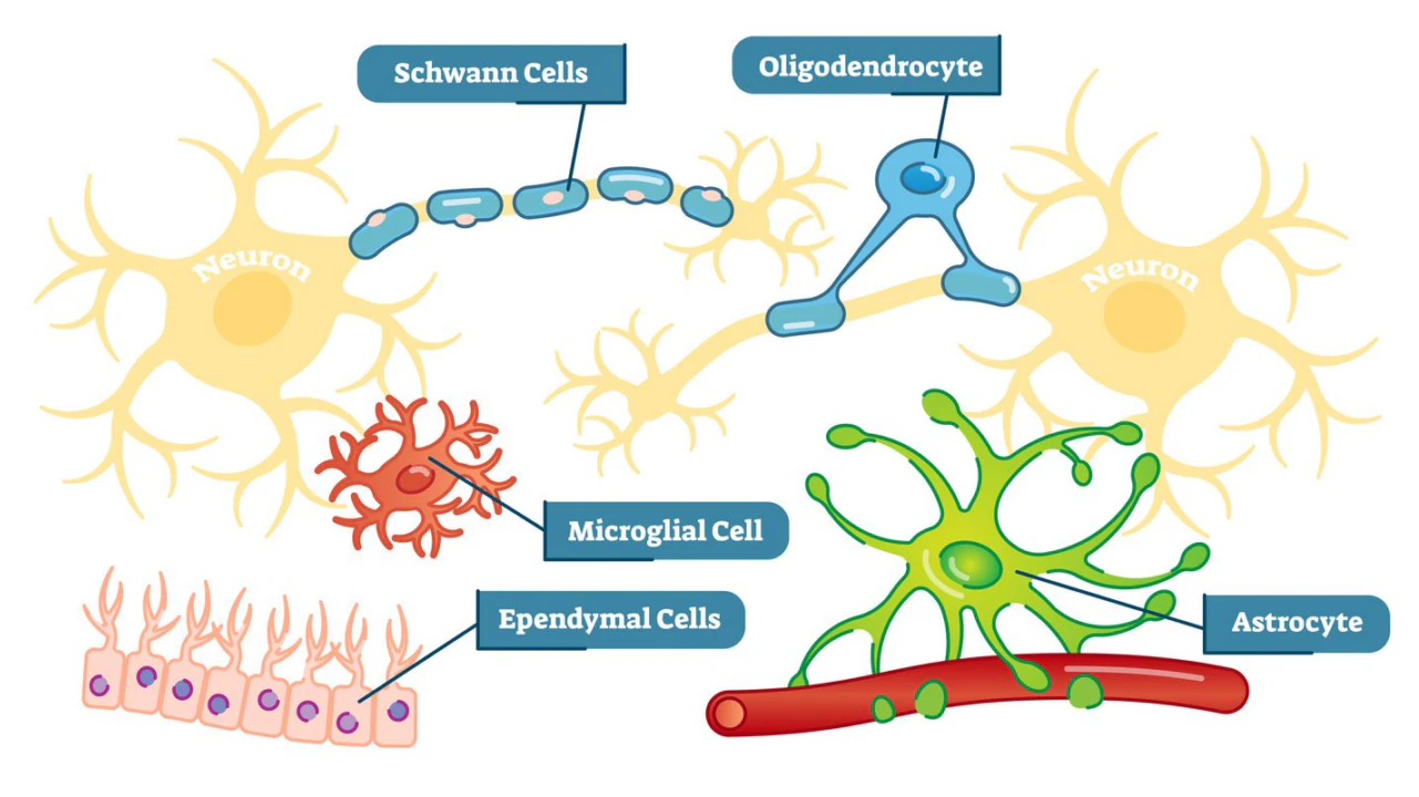 What’s the True Glial Cells to Neurons Ratio? Discover Now!