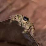 Everything You Need to Know About Wolf Spider Bites Everything You Need to Know About Wolf Spider Bites