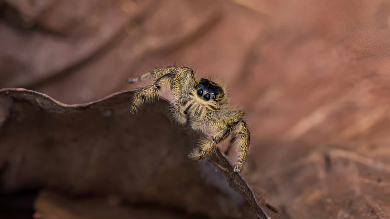 Everything You Need to Know About Wolf Spider Bites