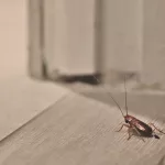 Can Cockroaches Travel on a Person? What You Need to Know Can Cockroaches Travel on a Person? What You Need to Know
