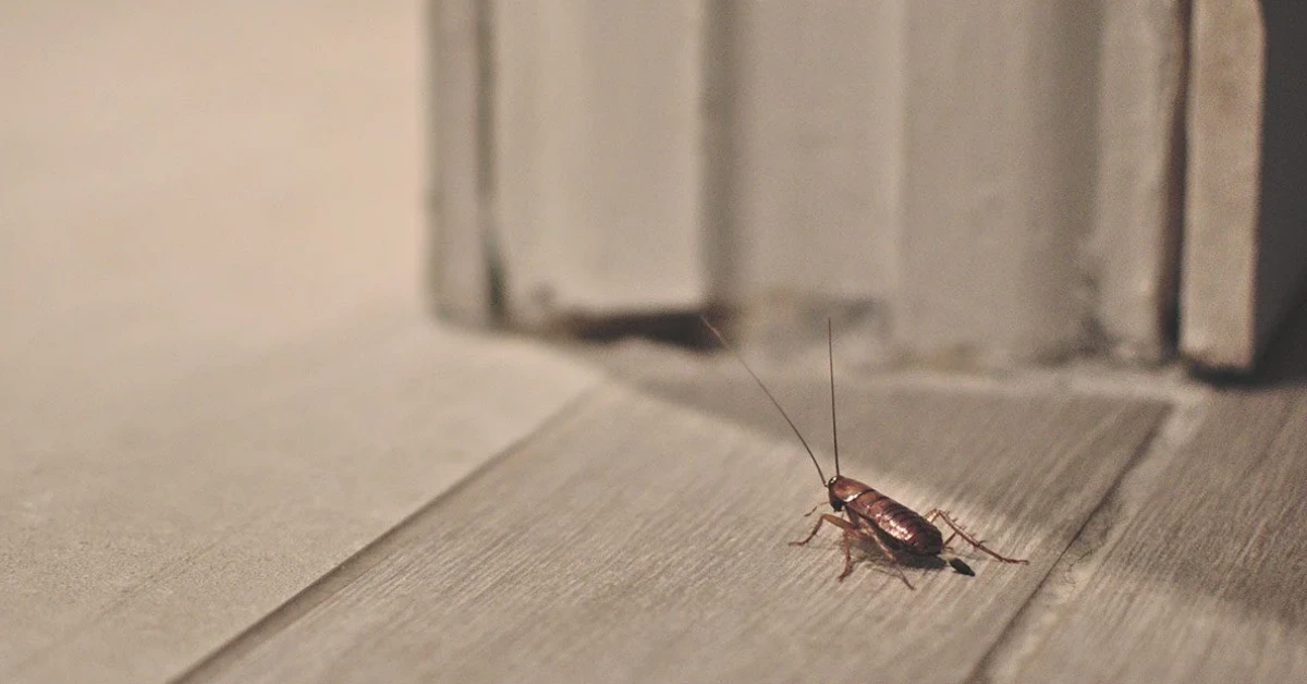 Can Cockroaches Travel on a Person? What You Need to Know