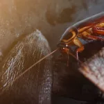 Can Roaches Bite You at Night? Real Facts, Relief & Prevention Can Roaches Bite You at Night? Real Facts, Relief & Prevention