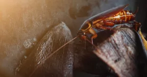 Can Roaches Bite You at Night? Real Facts, Relief & Prevention Can Roaches Bite You at Night? Real Facts, Relief & Prevention
