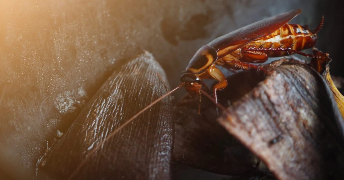 Can Roaches Bite You at Night? Real Facts, Relief & Prevention