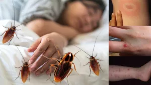 Can Roaches Bite You? The Truth Might Surprise You! Can Roaches Bite You? The Truth Might Surprise You!