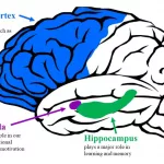 Amygdala & Brain Decision-Making: Unraveling Hidden Links Amygdala & Brain Decision-Making: Unraveling Hidden Links