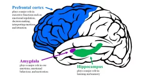 Amygdala & Brain Decision-Making: Unraveling Hidden Links Amygdala & Brain Decision-Making: Unraveling Hidden Links