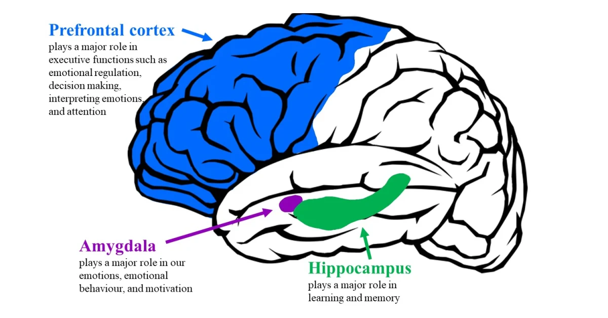 Amygdala & Brain Decision-Making: Unraveling Hidden Links