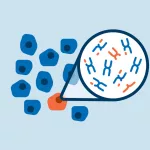 Chromosome Imbalances in Cancer Cells and Their Surprising Ties to Mitochondria