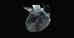 PIEZO2’s Hidden Heart Role: Shaping Coronary Vessels You Never Knew About