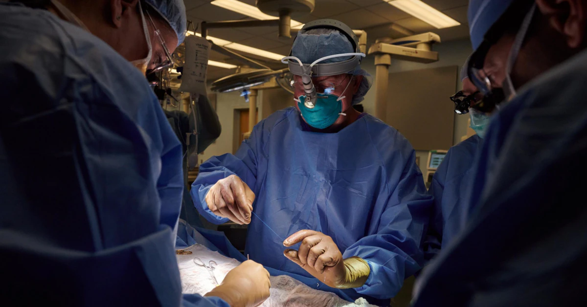 Pig Kidney Xenotransplantation: What Happens When Bodies Rebel?