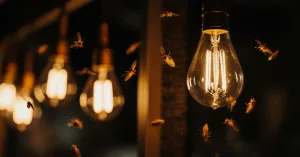 Why Flies Buzz Around Lights—Science You Can Trust