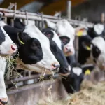 Avian Influenza H5N1 in Dairy Cows: What You Need to Know