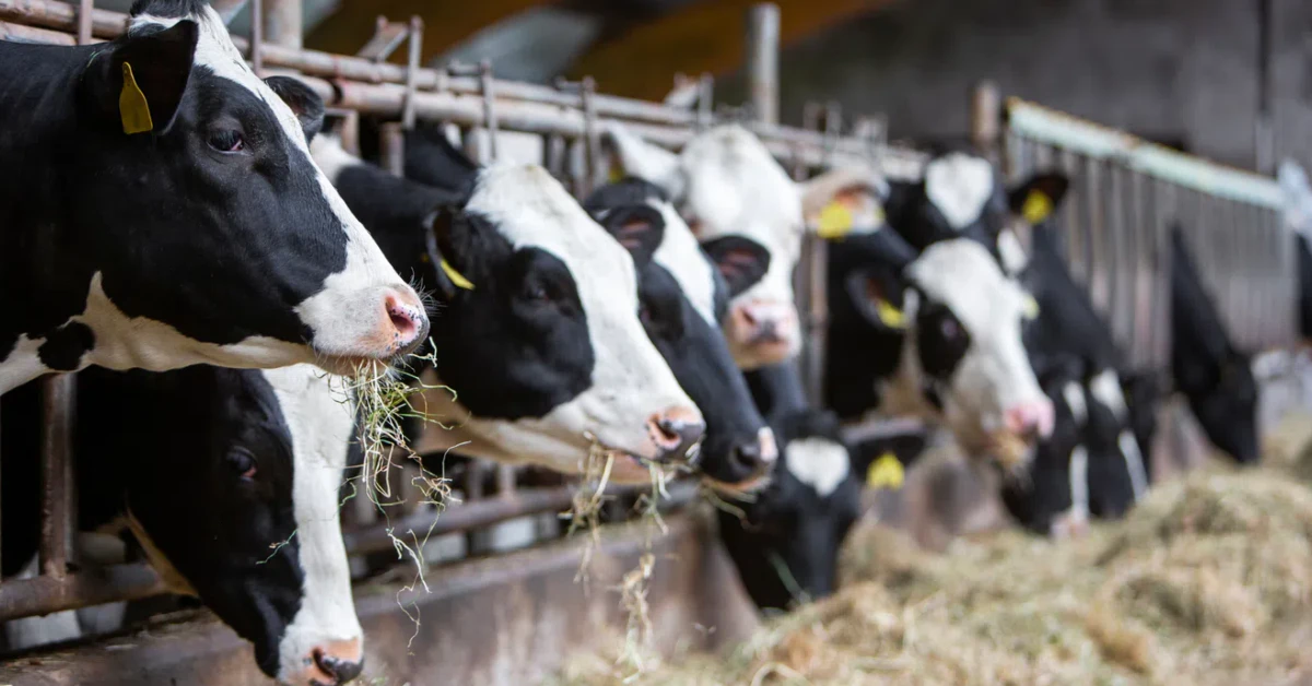 Avian Influenza H5N1 in Dairy Cows: What You Need to Know