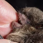 Lyssavirus is rare, but deadly: What should you do if a bat bites you?