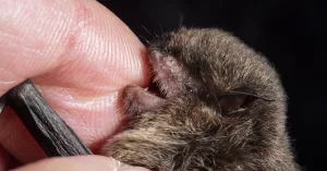 Lyssavirus is rare, but deadly: What should you do if a bat bites you?