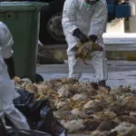 Bird Flu: CDC Ends Emergency Response Bird Flu: CDC Ends Emergency Response