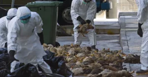 Bird Flu: CDC Ends Emergency Response