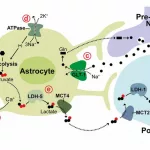 How Neurons Burn Sugar to Fight Dementia