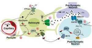 How Neurons Burn Sugar to Fight Dementia