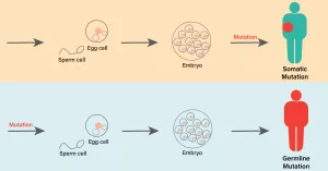 Genetic Mutation and Cancer Susceptibility in Humans vs. Chimps