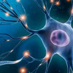 Boost Brainpower: Cerebral Cortex Synapses Explained Boost Brainpower: Cerebral Cortex Synapses Explained