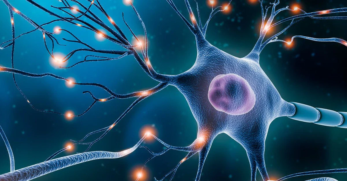 Boost Brainpower: Cerebral Cortex Synapses Explained