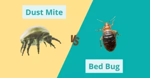 Dust Mite Bites vs Bed Bugs: What’s Really Bugging You