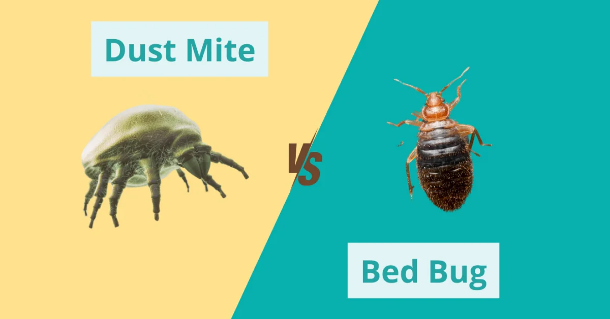 Dust Mite Bites vs Bed Bugs: What’s Really Bugging You