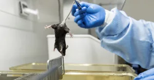 These Genetically Modified Mice Make Their Own “Ozempic”