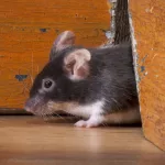 How to Get Rid of Mice in Walls Naturally How to Get Rid of Mice in Walls Naturally