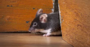 How to Get Rid of Mice in Walls Naturally