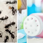 How to Kill Ants Safely Without Harsh Chemicals How to Kill Ants Safely Without Harsh Chemicals