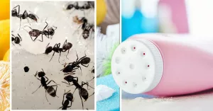 How to Kill Ants Safely Without Harsh Chemicals