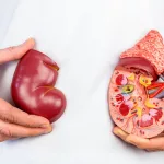 Kidney Transplant Cost – What You Need to Know Kidney Transplant Cost – What You Need to Know