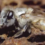 Species of ‘Killer Bees’ Spotted in Georgia