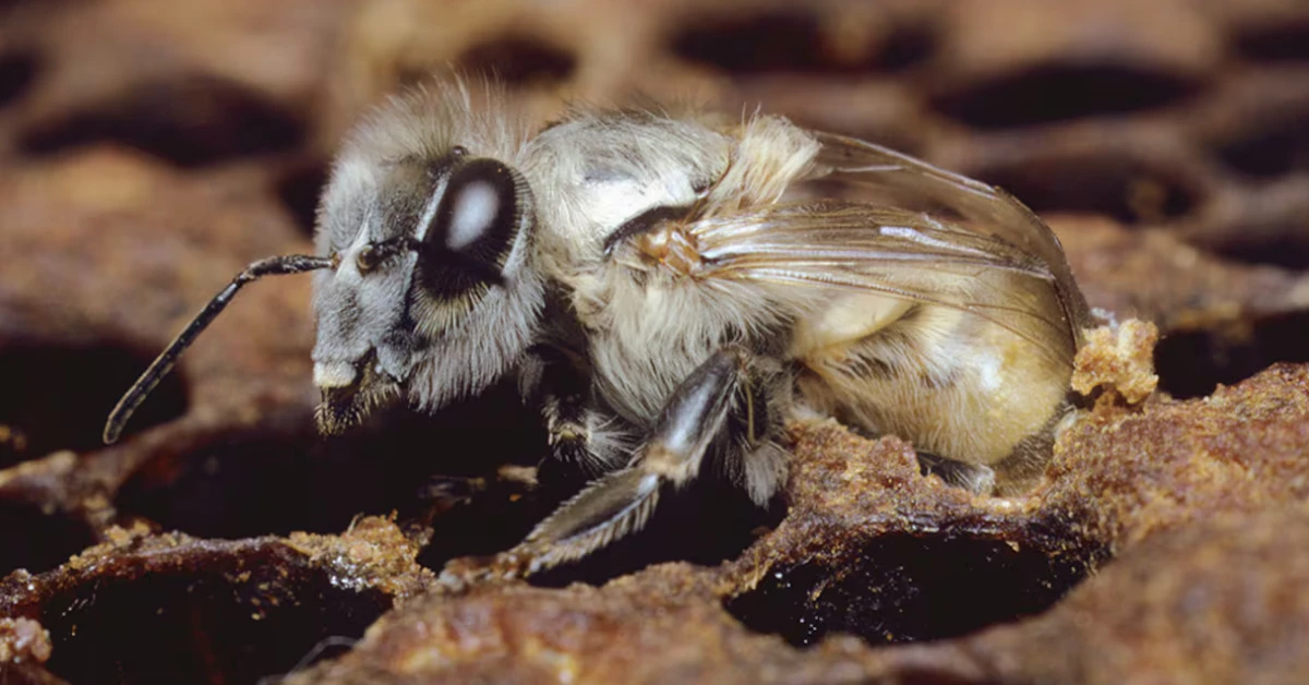 Species of ‘Killer Bees’ Spotted in Georgia