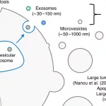 Large Oncosomes: Liquid Biopsy Breakthrough for Cancer Diagnosis?