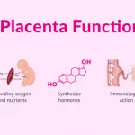 Placenta Function: Your Baby’s Lifeline Explained in Plain Language Placenta Function: Your Baby’s Lifeline Explained in Plain Language