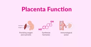 Placenta Function: Your Baby’s Lifeline Explained in Plain Language