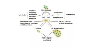 The Body’s Hidden Superpower: Programmed Cell Death and Tissue Repair