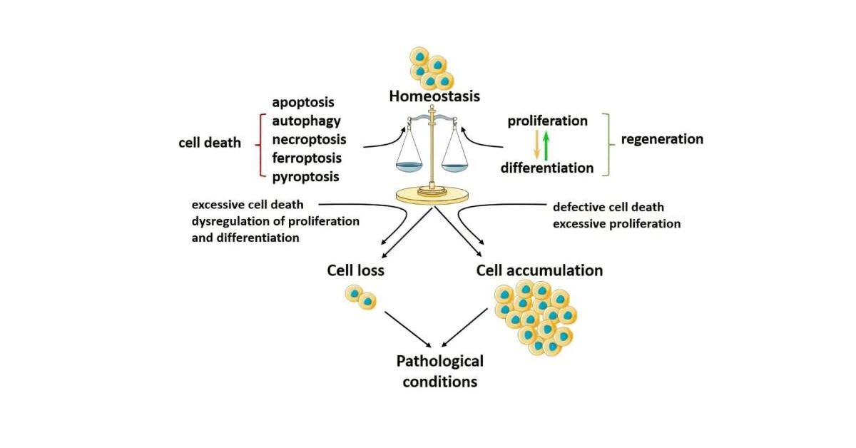 The Body’s Hidden Superpower: Programmed Cell Death and Tissue Repair